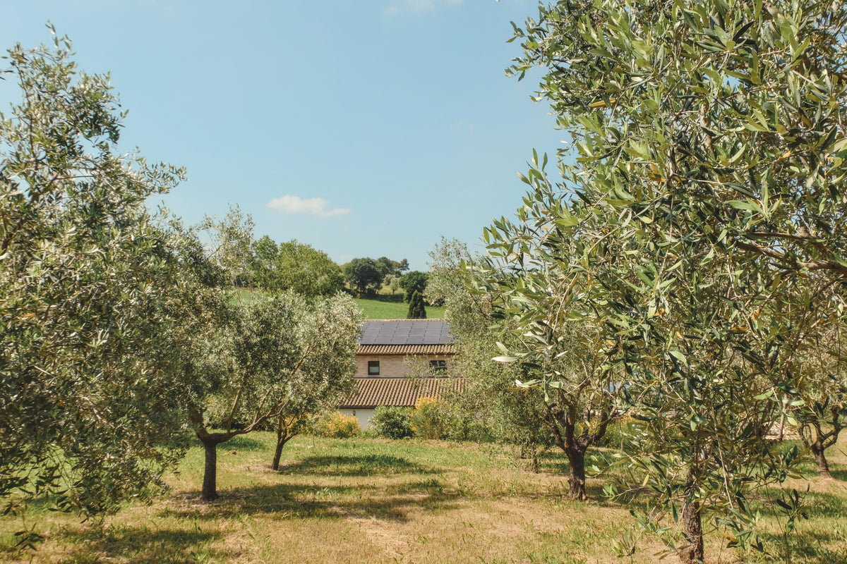 Our farm