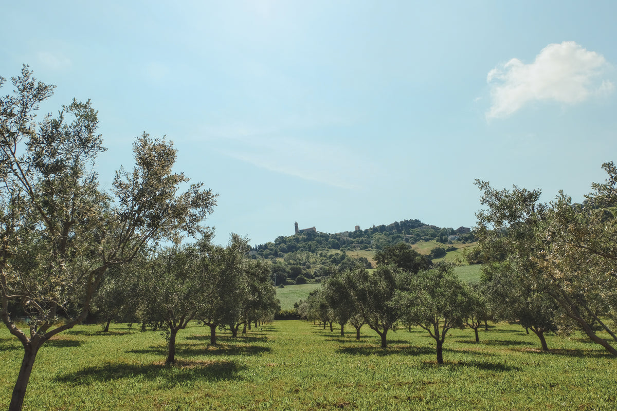 Agriturismo Scala - Eco Boutique B&B and organic farm