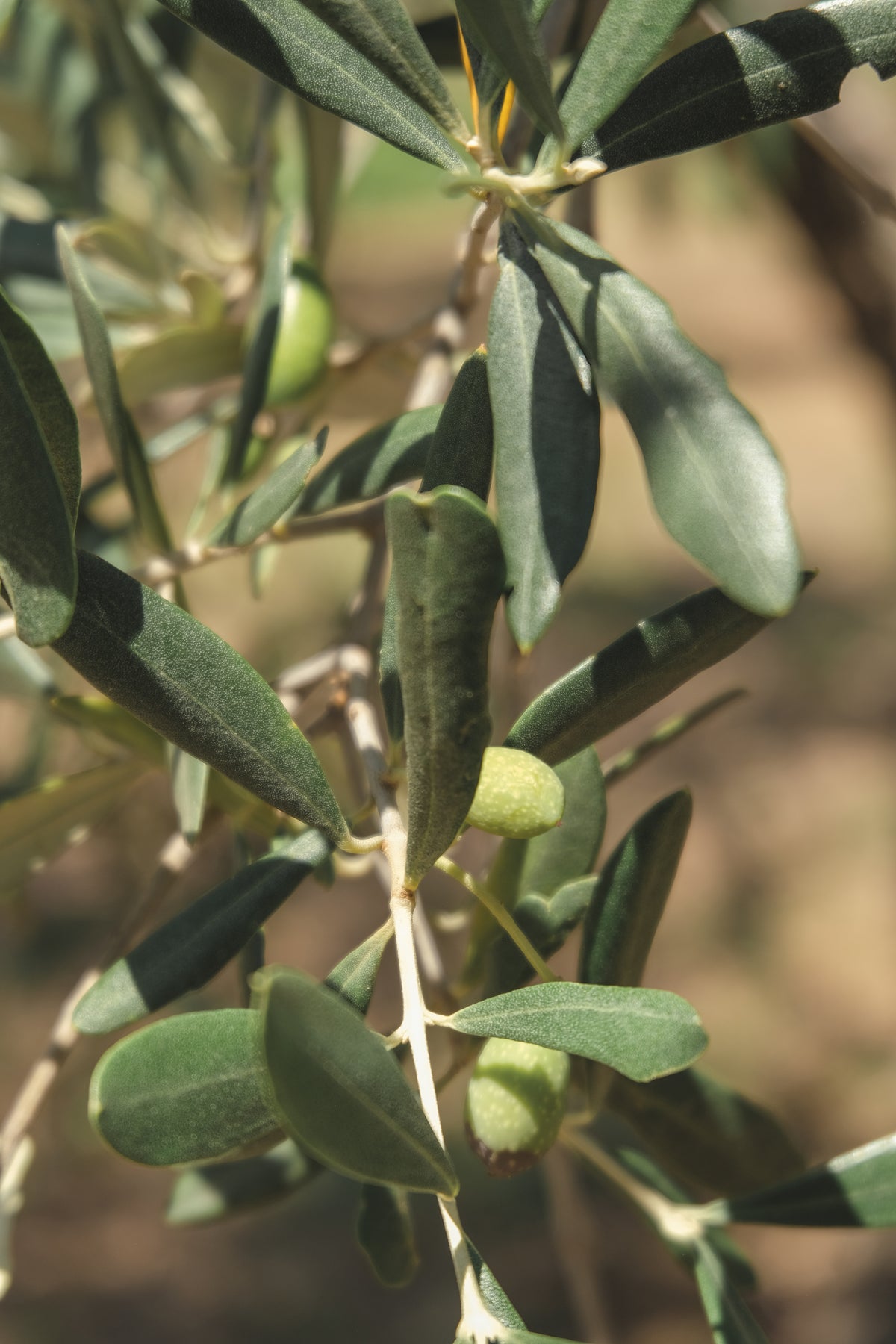 Extra virgin olive oil