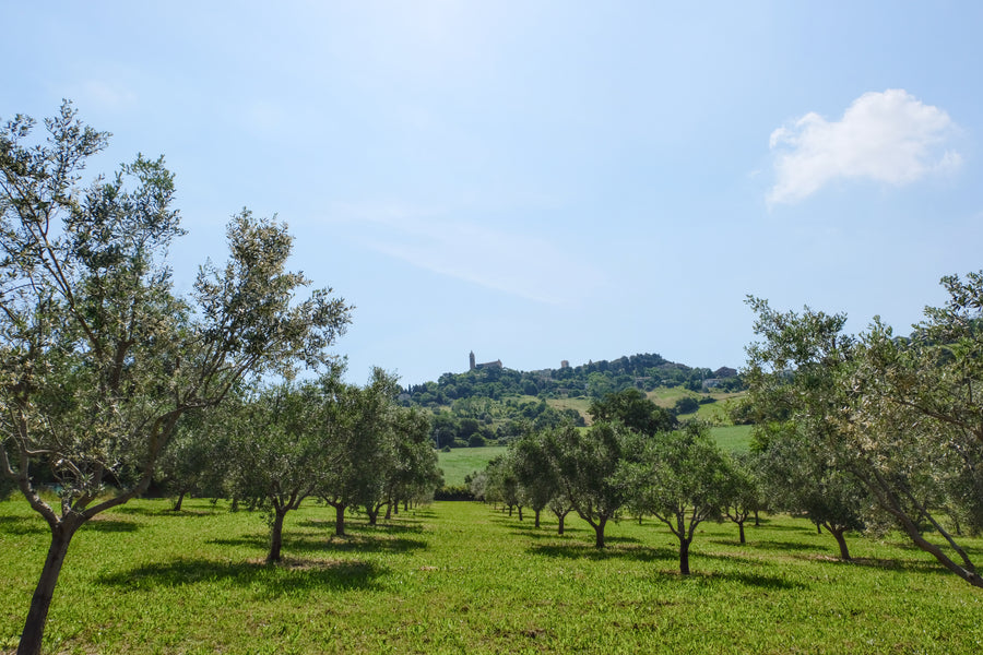 Agriturismo Scala - Eco Boutique B&B and organic farm