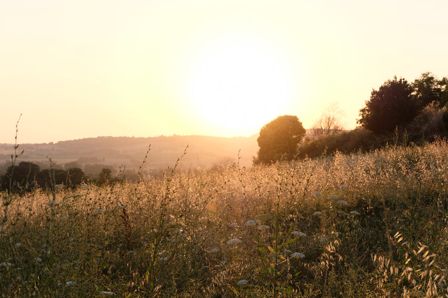Agriturismo Scala - Eco Boutique B&B and organic farm