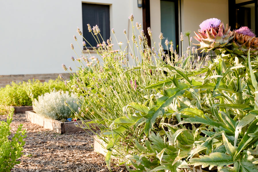 Agriturismo Scala - Eco Boutique B&B and organic farm
