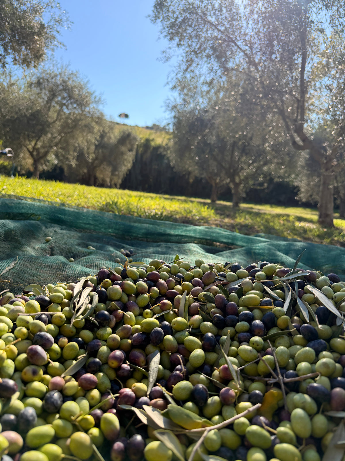 Olive oil